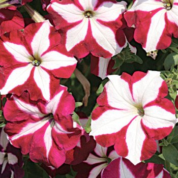 Петуния Лавина F1 пурпурная звезда /1.000 семян (драже)/ *Cerny*