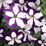 Петуния Лавина F1 синяя звезда /1.000 семян (драже)/ *Cerny*