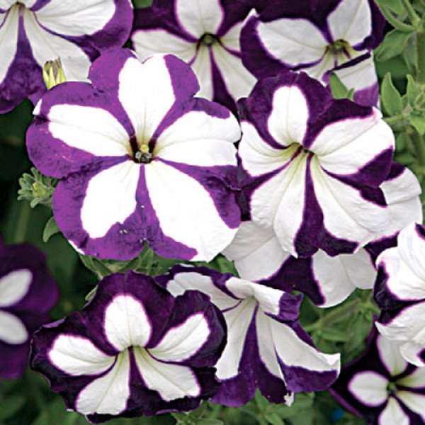 Петунія Лавина F1 синя зірка /1.000 насінин (драже)/ *Cerny*