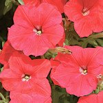 Петуния Лавина F1 красная /1.000 семян (драже)/ *Cerny*