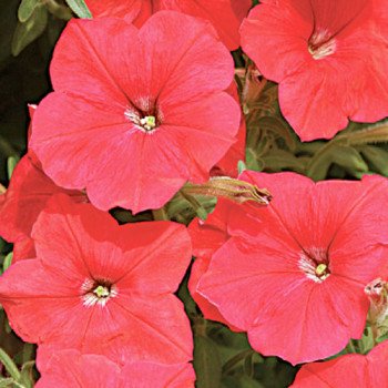 Петуния Лавина F1 красная /1.000 семян (драже)/ *Cerny*