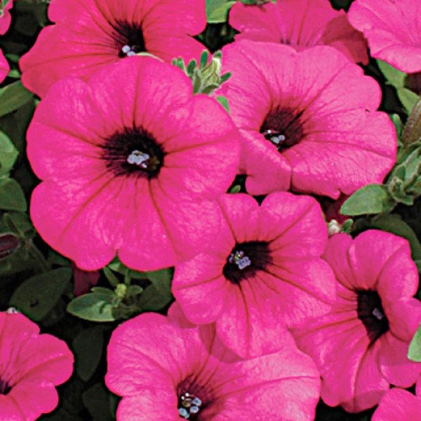 Петунія Вельвет Парпл F1 /1.000 насінин (драже)/ *Cerny*