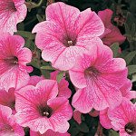 Петуния Вельвет Роуз Вейн F1 /1.000 семян (драже)/ *Cerny*