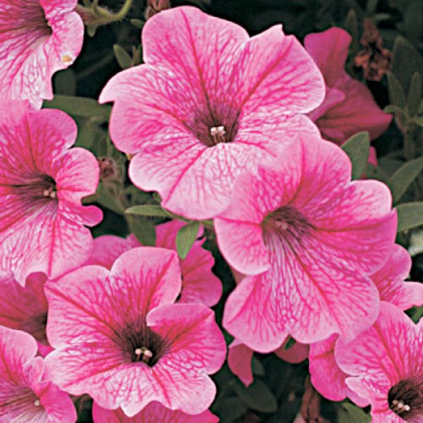 Петунія Вельвет Роуз Вейн F1 /1.000 насінин (драже)/ *Cerny*