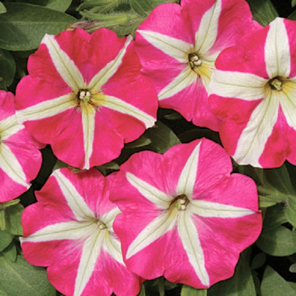 Петунія Белінда F1 /1.000 насінин (драже)/ *Cerny*