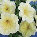 Петунія Береніка F1 /1.000 насінин (драже)/ *Cerny*