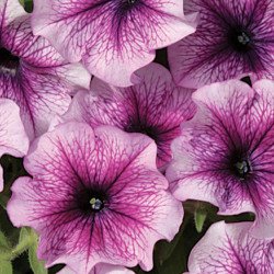 Петуния Бригитта F1 /1.000 семян (драже)/ *Cerny*