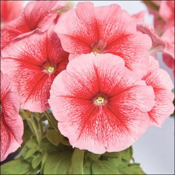 Петуния Клаудия F1 /1.000 семян (драже)/ *Cerny*