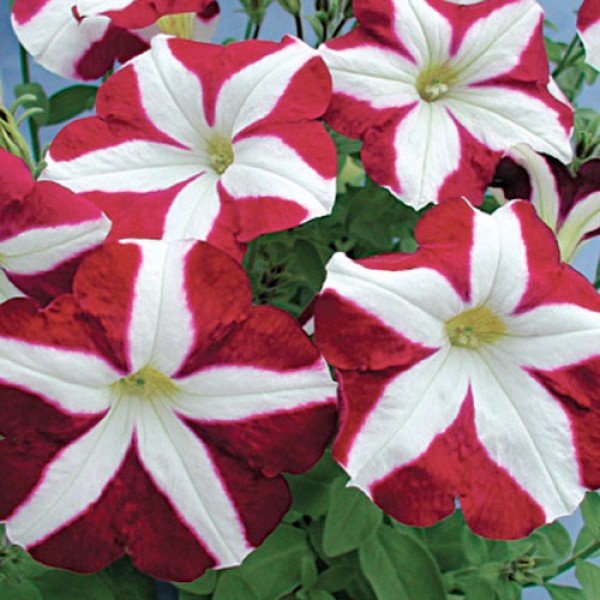 Петуния Кристина F1 /1.000 семян (драже)/ *Cerny*