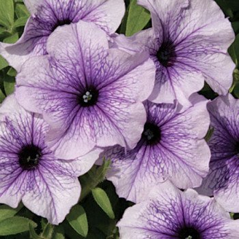 Петунія Нора F1 /1.000 насінин (драже)/ *Cerny*