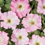 Петунія Оленка F1 /1.000 насінин (драже)/ *Cerny*