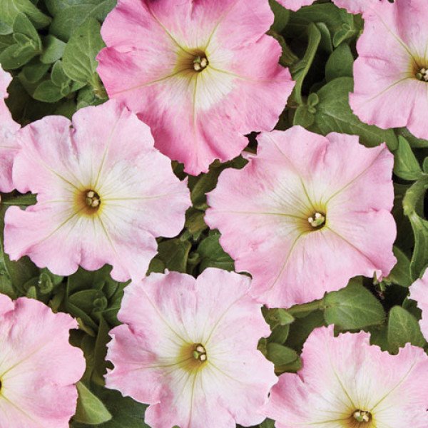 Семена петунии Аленка F1 /1.000 семян (драже)/ *Cerny*