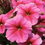 Петунія Софія F1 /1.000 насінин (драже)/ *Cerny*