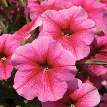 Петуния София F1 /1.000 семян (драже)/ *Cerny*