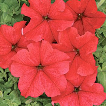 Петуния Ласка F1 /1.000 семян (драже)/ *Cerny*