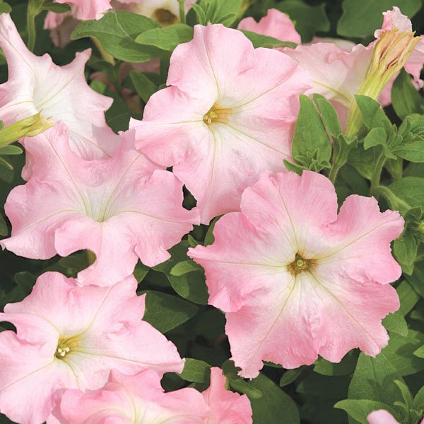 Петунія Містрал F1 ніжно-рожева /1.000 насінин (драже)/ *Cerny*