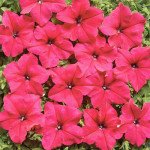 Петуния Мистрал F1 розовая /1.000 семян (драже)/ *Cerny*
