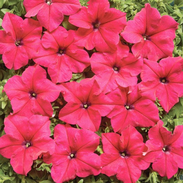 Петунія Містрал F1 рожева /1.000 насінин (драже)/ *Cerny*