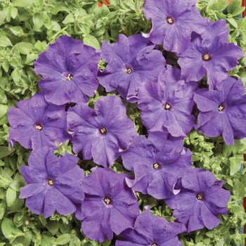 Петуния Мистрал F1 синяя /1.000 семян (драже)/ *Cerny*