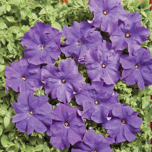 Петуния Мистрал F1 синяя /1.000 семян (драже)/ *Cerny*