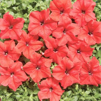 Петуния Мистрал F1 ярко-красная /1.000 семян (драже)/ *Cerny*