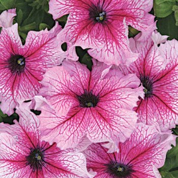 Петунія Снені F1 /1.000 насінин (драже)/ *Cerny*