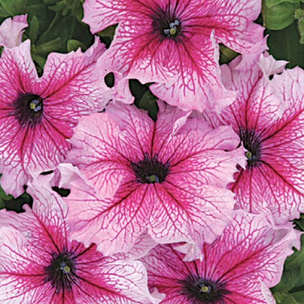 Петуния Снени F1 /1.000 семян (драже)/ *Cerny*