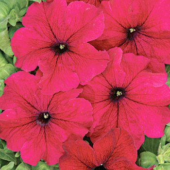 Петунія Тоуга F1 /1.000 насінин (драже)/ *Cerny*