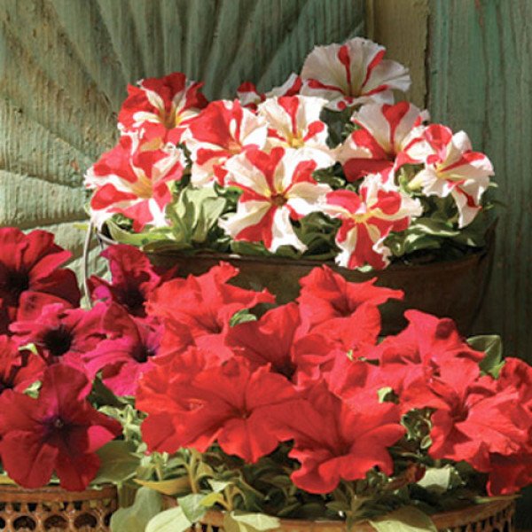 Петуния Усмев F1 /1.000 семян (драже)/ *Cerny*