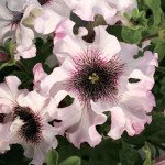 Петунія Альба F1 /1.000 насінин (драже)/ *Cerny*