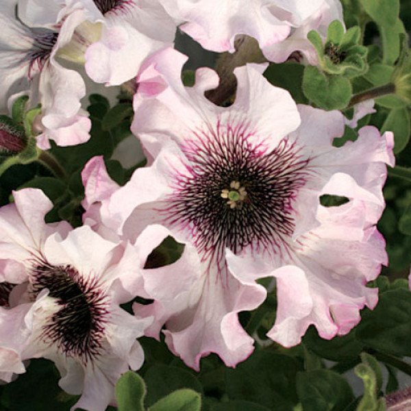 Петуния Альба F1 /1.000 семян (драже)/ *Cerny*