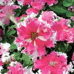 Петунія Каркулка F1 /1.000 насінин (драже)/ *Cerny*