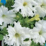 Петунія Крайковий Завой F1 /1.000 насінин (драже)/ *Cerny*