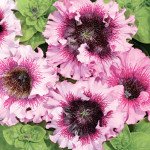 Петунія Розеа F1 /1.000 насінин (драже)/ *Cerny*