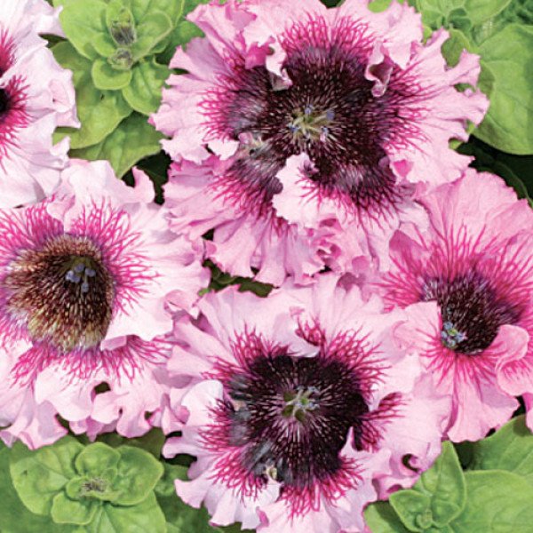 Петуния Розеа F1 /1.000 семян (драже)/ *Cerny*