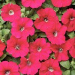 Петуния Карлик F1 темно-розовая /1.000 семян (драже)/ *Cerny*