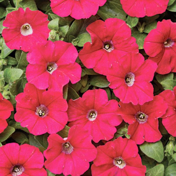 Петунія Карлик F1 темно-рожева /1.000 насінин (драже)/ *Cerny*