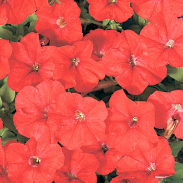 Петуния Карлик F1 красная /1.000 семян (драже)/ *Cerny*