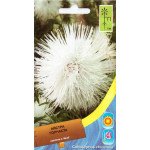 Айстра голчаста біла /0,5 г/ *Moravoseed*