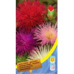 Айстра голчаста суміш /0,5 г/ *Moravoseed*