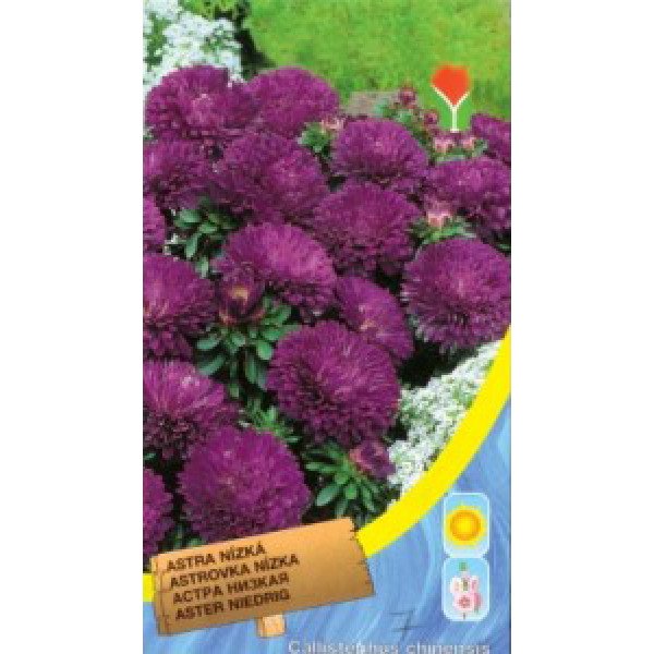 Насіння айстри низька фіолетова /0,4 г/ *Moravoseed*