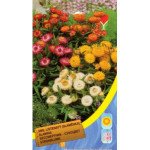 Безсмертник карликовий суміш /0,4 г/ *Moravoseed*