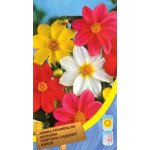 Жоржина садова суміш /0,8 г/ *Moravoseed*