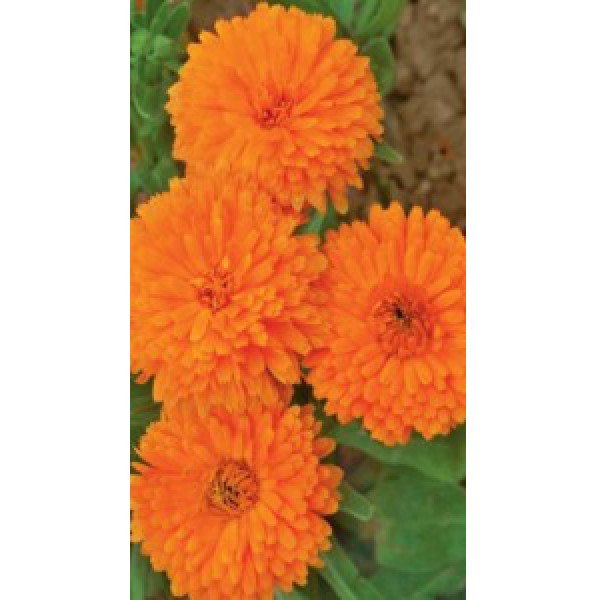 Насіння календули помаранчевої /0,8 г/ *Moravoseed*