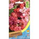 Кларкия изысканная смесь /0,2 г/ *Moravoseed*