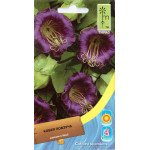 Кобея повзуча фіолетова /0,5 г/ *Moravoseed*
