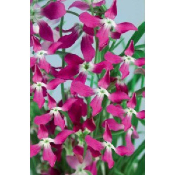 Насіння матіоли дворогої /1 г/ *Moravoseed*