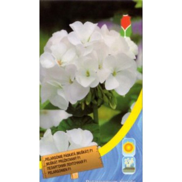Насіння пеларгонії білої /8 насінин/ *Moravoseed*