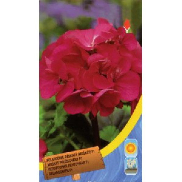 Насіння пеларгонії рожевої /8 насінин/ *Moravoseed*