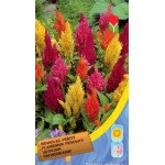 Целозия перистая смесь /0,25 г/ *Moravoseed*